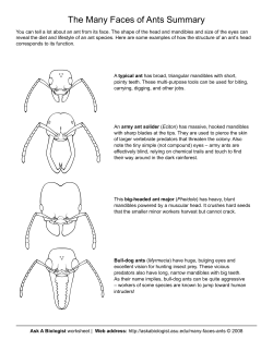 Ant Heads Matching Activity - Ask a Biologist