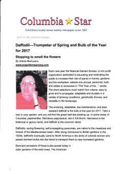 Daffodil&ndash;Trumpeter of Spring and Bulb of the Year for