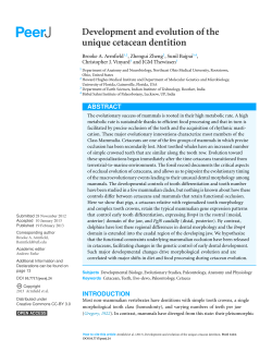 Development and evolution of the unique cetacean dentition