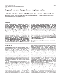 Single cells sense morphogen concentration - Development