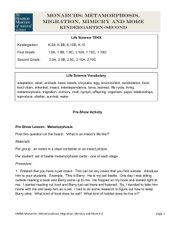 monarchs: metamorphosis, migration, mimicry and more