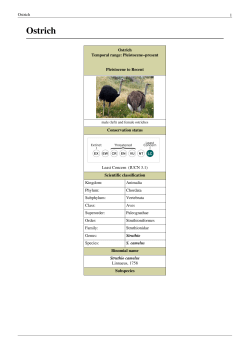 Ostrich - doc-developpement