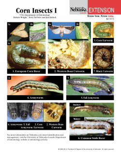 Corn Insects I - University of Nebraska&ndash;Lincoln