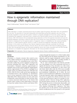 How is epigenetic information maintained through DNA replication