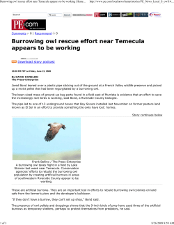 Burrowing owl rescue effort