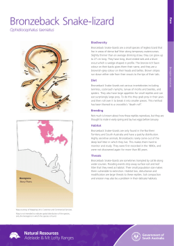 Bronzeback Snake-lizard - Natural Resources South Australia