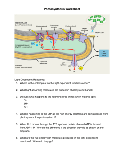 Photosynthesis Activity ws