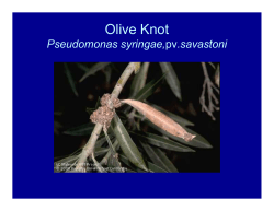 Olive Knot