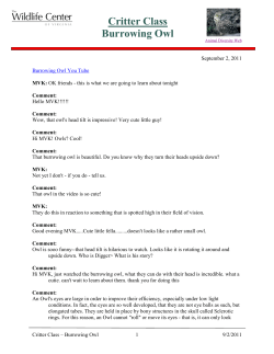 Critter Class Burrowing Owl - The Wildlife Center of Virginia