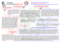 I found a Bird and I want to help it! What do I do?