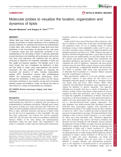 Molecular probes to visualize the location, organization and
