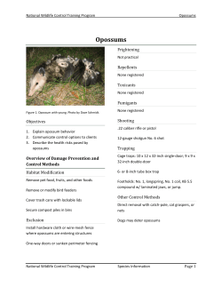 Opossums - Outdoor Alabama