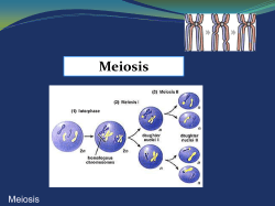 Meiosis II