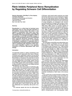 Fibrin inhibits peripheral nerve remyelination by regulating Schwann