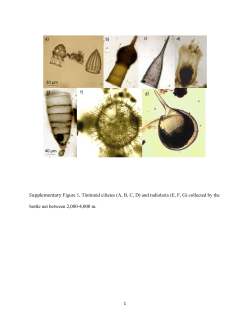 1 Supplementary Figure 1. Tintinnid ciliates (A, B, C, D) and