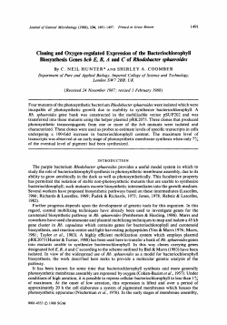 Cloning and Oxygen-regulated Expression of the