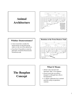 Animal Architecture The Bauplan Concept