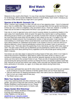 August 2013: Domestic Cat