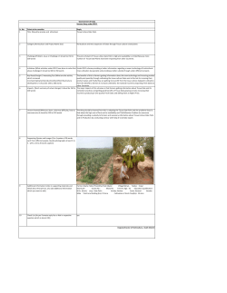 7. Tissue Culture Date Palm
