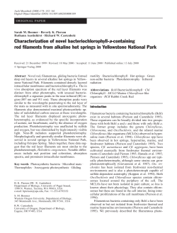 Characterization of novel bacteriochlorophyll-a