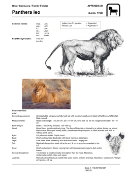 Panthera leo