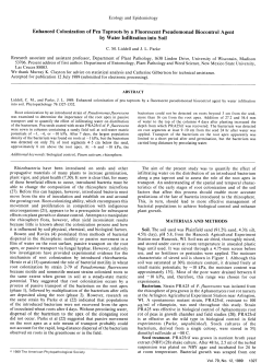 Enhanced Colonization of Pea Taproots by a Fluorescent