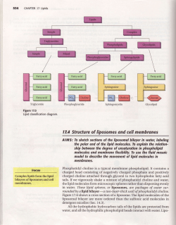 17.4 Structure o:f liposomes ond cell membranes