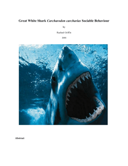 Great White Shark Carcharodon carcharias