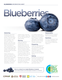 Blueberries - Half Your Plate