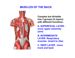 MUSCLES OF THE BACK