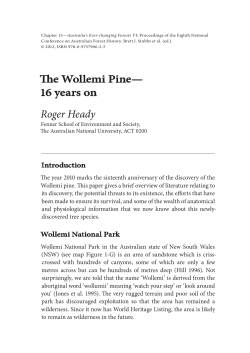 The Wollemi Pine&mdash;16 years on - Australian Forest History Society Inc