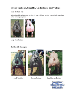 Swine Testicles, Sheaths, Underlines, and Vulvas