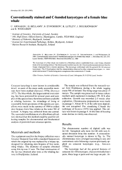 Conventionally stained and C-banded karyotypes of a female blue