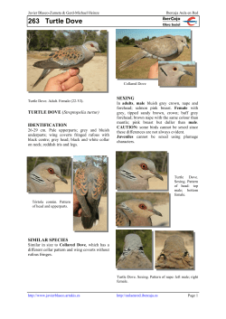 263 Turtle Dove - Ibercaja Aula en Red