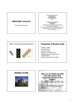 MBLG1001 Lecture 8 Properties of Nucleic Acids Stability of DNA