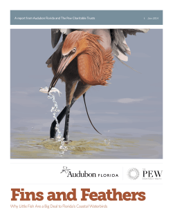 Fins and Feathers - The Pew Charitable Trusts