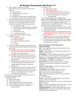 AP Biology Photosynthesis BIZ Review KEY