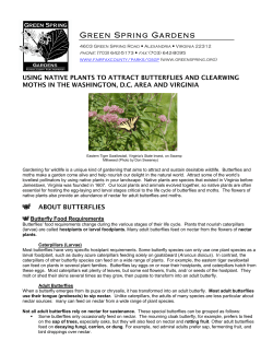 using native plants to attract butterflies