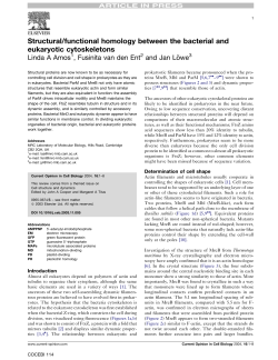 Structural/functional homology between the bacterial and eukaryotic
