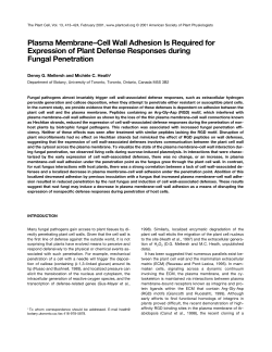 Plasma Membrane&ndash;Cell Wall Adhesion Is Required