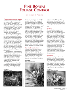 Pine Bonsai Foliage Control