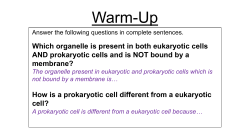 Photosynthesis - stephen fleenor