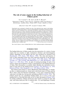 The role of sense organs in the feeding behaviour of Chinese perch