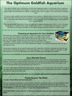 The Optimum Goldfish Aquarium