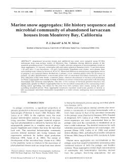 Marine snow aggregates