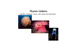 cnidaria lecture