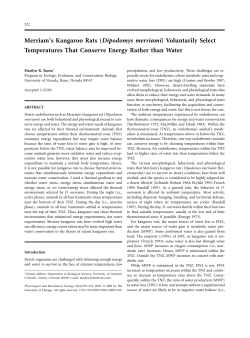 Merriam`s kangaroo rats (Dipodomys merriami)