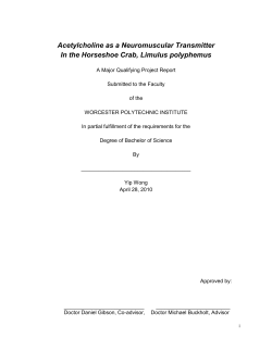 Acetylcholine as a Neuromuscular Transmitter