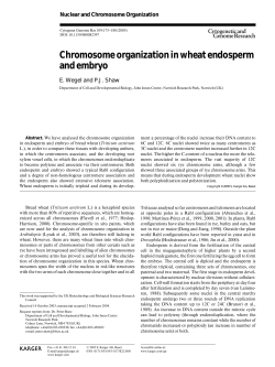 Chromosome organization in wheat endosperm
