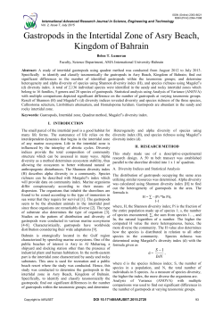 Gastropods in the Intertidal Zone of Asry Beach, Kingdom of Bahrain